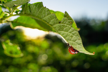 Red larvae of the Colorado potato beetle ate a potato plant. Colorado beetles close-up on a potato plantation in the early morning at sunrise, sun glare in the frame