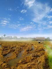 Fototapeta premium landscape with a rice fields
