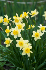 Obraz premium Vertical photo of yellow flowers on a green background