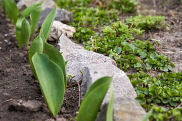 A flower bed with laid stones and young flower sprouts