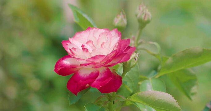 美しい紅白のバラ　ガーデンローズ｜Beautiful Red and White Roses / Garden Rose