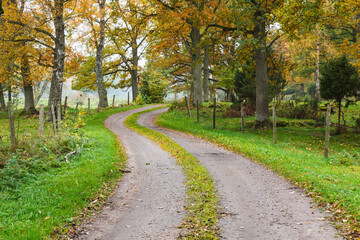 Fototapeta na wymiar Winding gravel road in an oak woodland at autumn