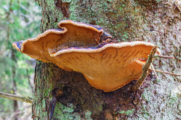 Red belted conk on a Spruce tree trunk - obrazy, fototapety, plakaty