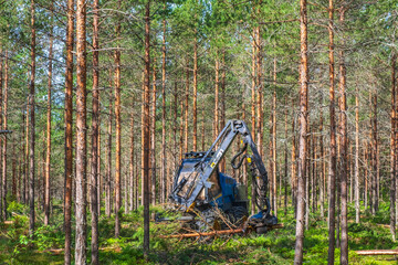 Thinning with a harvester in a coniferous forest