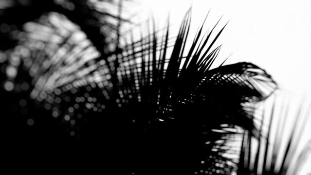 4K light map (texture) for 3D rendering- foliage, palm tree