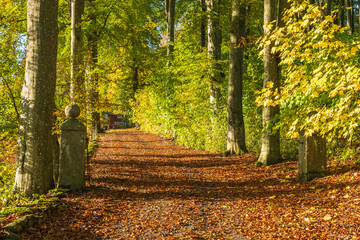 Road in a forest with autumn colors