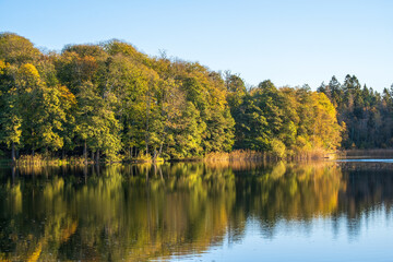 Forest lake with water reflections at autumn