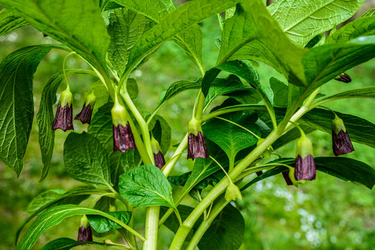 In the wild is growing rare early spring plant Scopolia carniolica