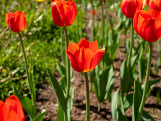Beautiful bright red tulip flowers grow in a flower bed
