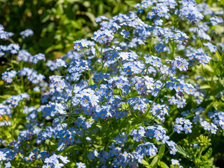 Beautiful bright blue forget-me-not flowers on the lawn. Top view. Selective focus