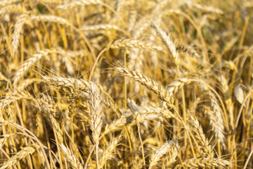 Field of barley, grain. golden ears of barley, closeup Wheat. The concept of agricultural production