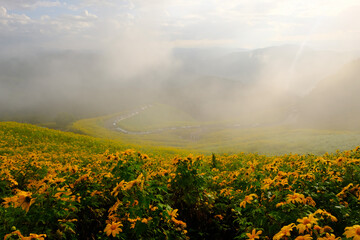 Tree Marigold or yellow flowers in national garden park and  mountain hills in Chiang Mai, Thailand.