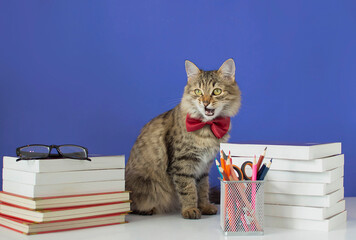 A gray cat with bow tie on a blue background near a stack of books. Back to school, student-cat and school supplies. The concept of school, study, distance education. online courses. Selective focus.