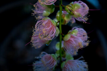 Barringtonia racemosa at Naha City, Okinawa, Japan