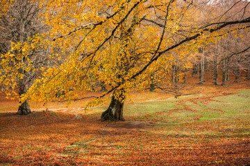 Foliage in Monti Simbruini national park, Lazio, Italy. Autumn colors in a beechwood. Beechs with yellow leaves.