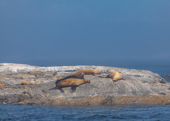 Sea Lions close to Vancouver Island British Columbia, Canada. Sea Lion Colony on the small island on summer season