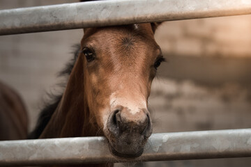 A beautiful young horse on the paddock at the horse farm. A foal on the farm, a beautiful little horse, brown in color. Stable with driving lessons.