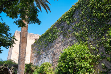 Hiedra verde sobre los muros de la muralla de la alcazaba de la Alhambra de Granada, España