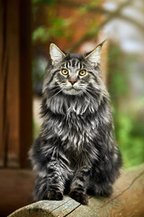 Large Maine Coon cat sitting on a well log and looking at the camera