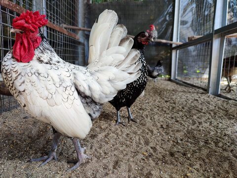 Sebright chicken from Great Britain. 
