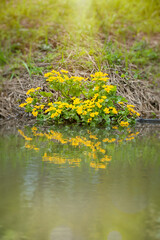 Obraz na płótnie Canvas A bush of yellow kingcup or marsh-marigold on the stream bank in spring.