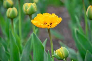 Selective focus on yellow tulip flower among green leaves in the garden.