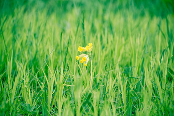 Close-up of a cowslip inflorescence among bright green grass in spring.
