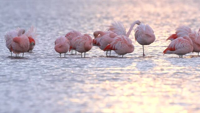 Chilean flamingo, Phoenicopterus chilensis, in the sea water in Patagonia. Big red pink bird in the nature habitat, feeding in water, snowy mountain in background, Puerto Natales in Chile, flamigos