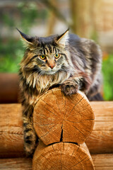 Large beautiful Maine Coon cat on the log