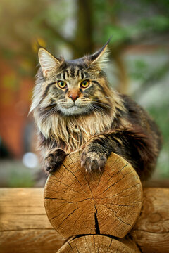 Large beautiful Maine Coon cat on the log and looking at the camera