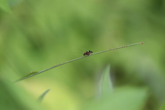 Small bark lice on the grass