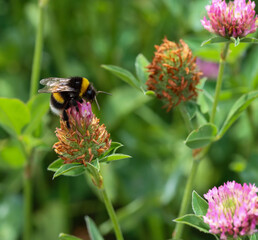 Hummel