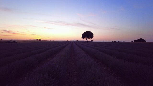 Silhouette of a tree at sunset in a lavender field, Brihuega. Guadalajara. with a beautiful sky
