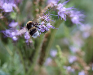 Hummelflug