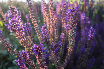Beautiful purple blurred background of catnip flowers in the rays of the setting sun