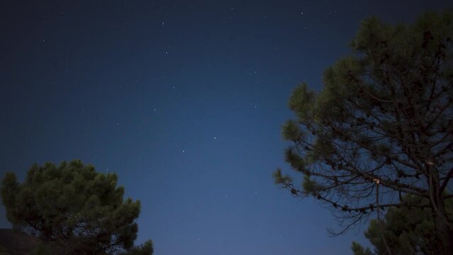 Night sky timelapse view with falling stars and pine trees in foreground