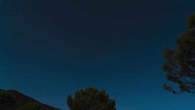 Silhouette of pine tree branches against blue night starry sky, time lapse view
