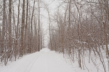 Hiking trail through Ile de la visitation nature park in the snow. Montreal