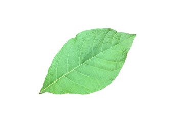 Isolated fresh and green teak leaf and branch with clipping paths.
