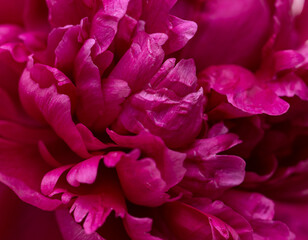 red peony petals as background