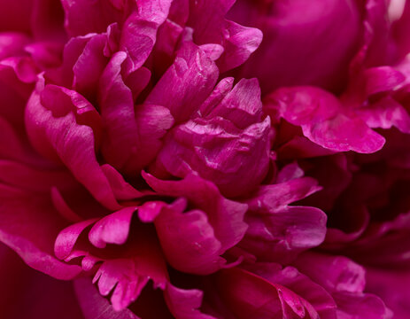 red peony petals as background © studybos