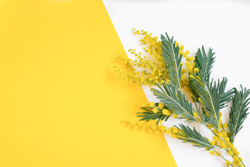 Yellow mimosa flowers on a bright and white background. Minimal flat lay with a top view.