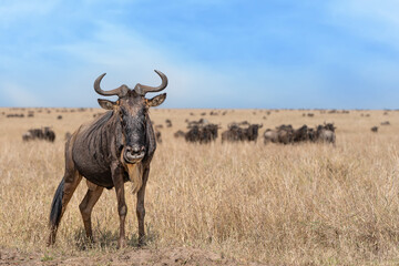 Blue wildebeest, Connochaetes taurinus, detailed portrait during great migration, Maasai Mara...