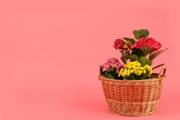 Obraz na płótnie Canvas Wicker basket with flowers on pink background, space for text