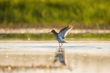 Common redshank - Tringa totanus in the lake.