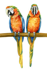 Fototapeta na wymiar Pair of birds, parrots isolated white background, watercolor illustration. Macaw