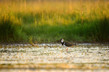 Northern lapwing - Vanellus Vanellus