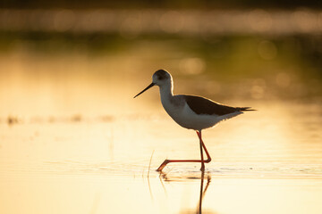 Black-winged stilt - himantopus himantopus wading in the water, red legs black and white wader