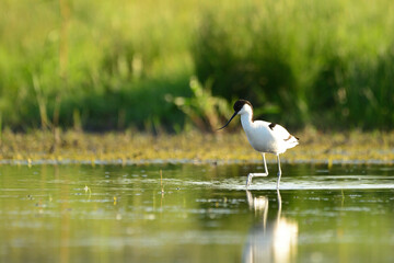 Pied avocet - Recurvirostra avosetta in the water