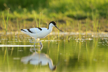 Pied avocet - Recurvirostra avosetta in the water